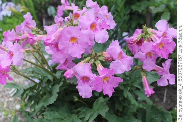 инкарвиллея