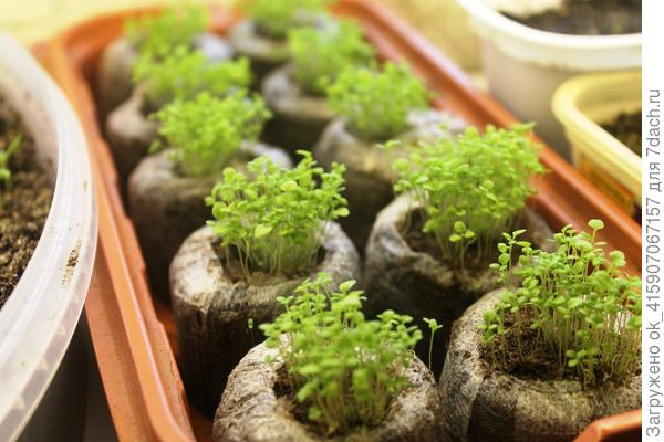 в таблетках