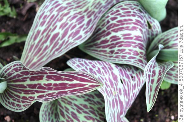 Листья чудо!