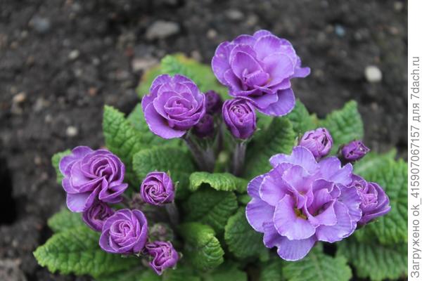 махровая примула отлично перезимовала