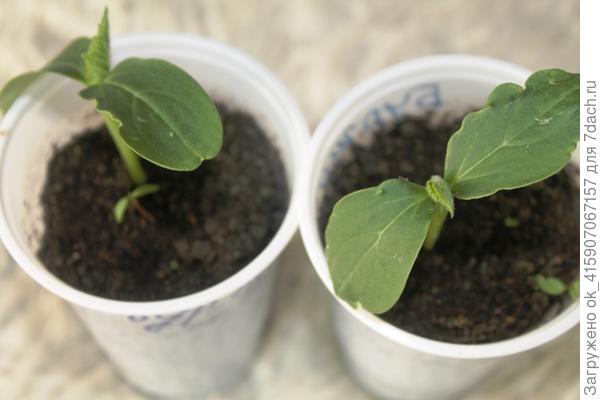 Те что посажены сразу в стаканчик