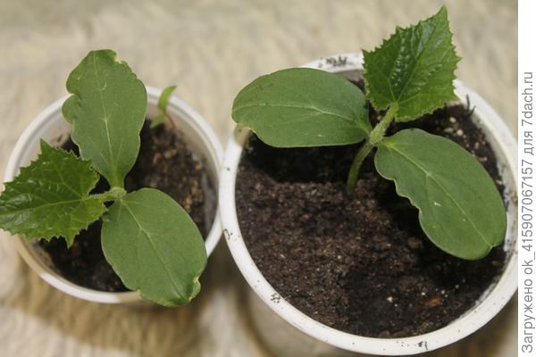 Прошло три дня,все живы,развернулся первый лист.