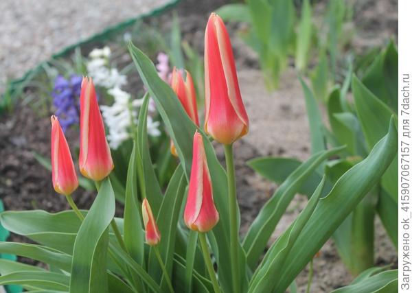 одни из первых