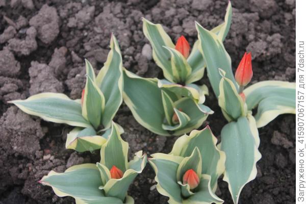 с каёмочкой