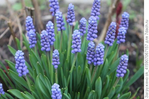 мускари стройняшки