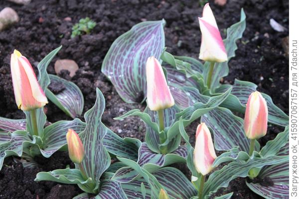 полосатики зацветают