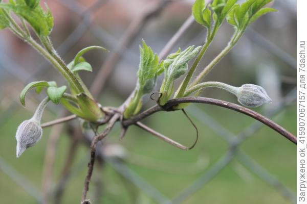 княжик бутоны набрал