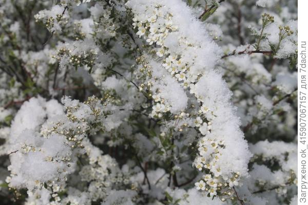 Спирея в шубе