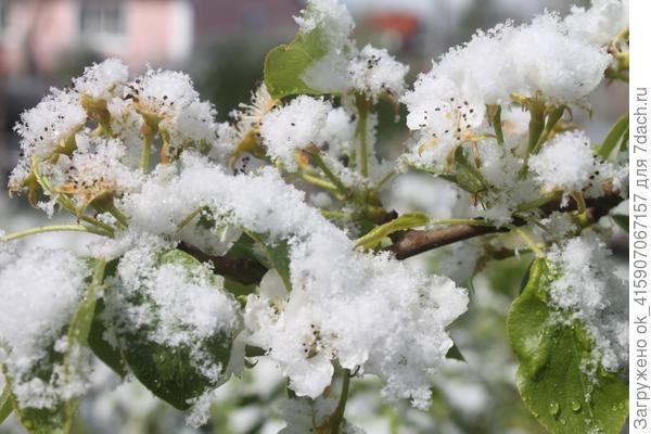 Груш не будет?