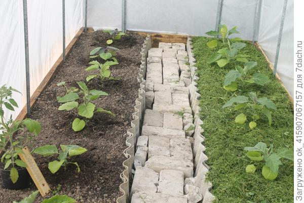 Мои счастливые баклажаны