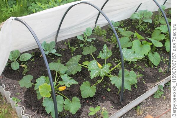 Кабачки зацветают