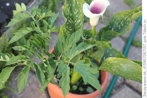 В горшке у каллы появился сосед.Откуда?