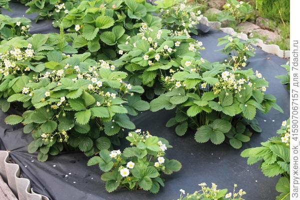 Клубника цветёт,есть хорошая завязь