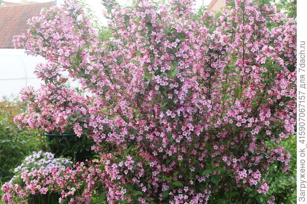 Праздник цветения вейгелы