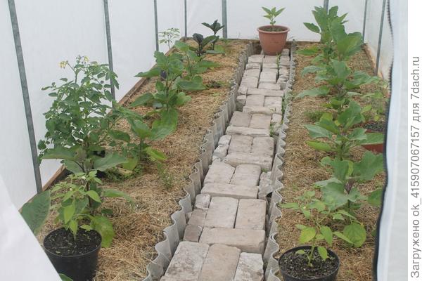 Баклажаны зацветают