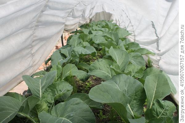 Капуста цветная