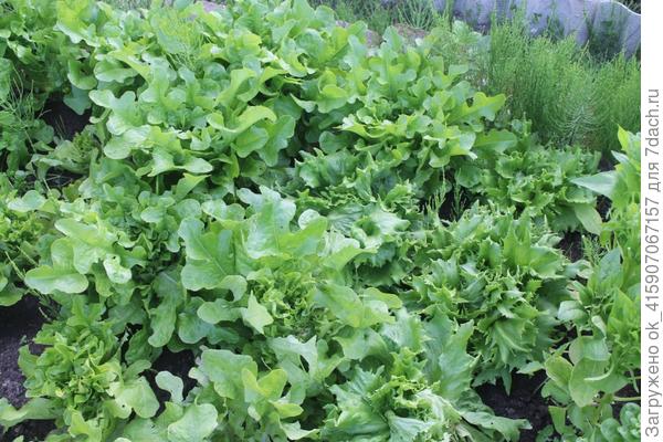 Салат, срезаем розетку оставляя серединку