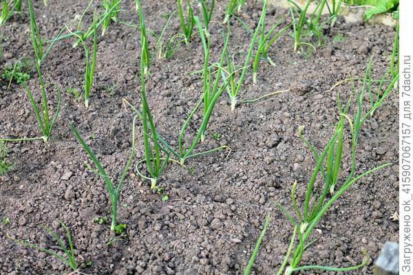 Лук Эксибишен