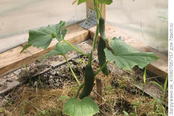 Огурчики из теплицы уже едим