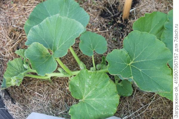 Тыква ещё мала