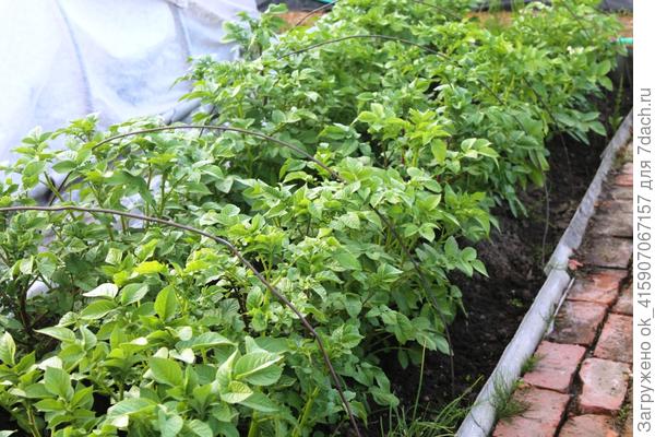 Грядка с картофелем,зацветает