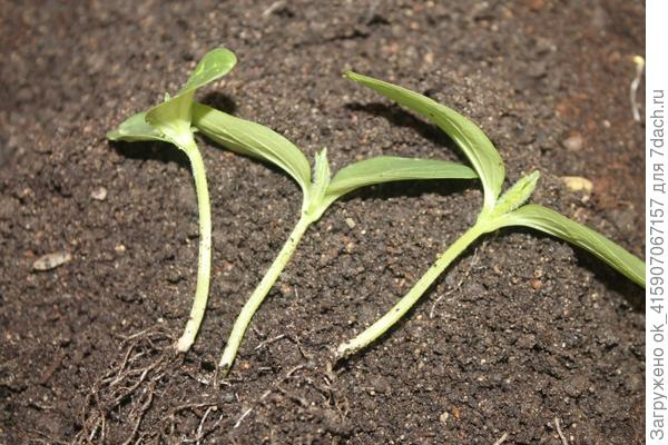 из общей плошки