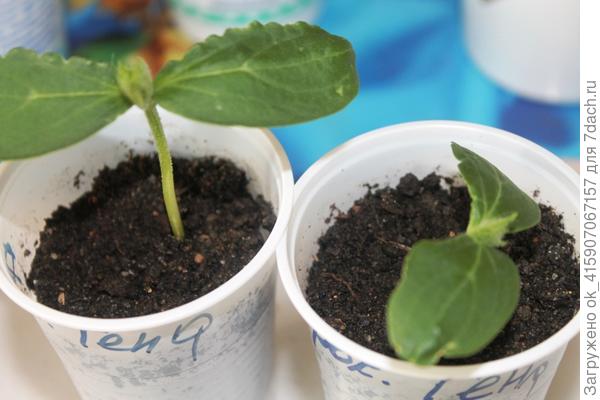 те,что посажены сразу в стаканчики