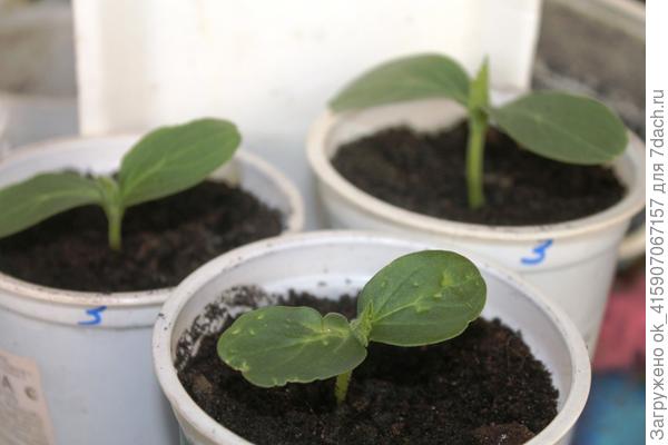 высажены в банки по 0,5