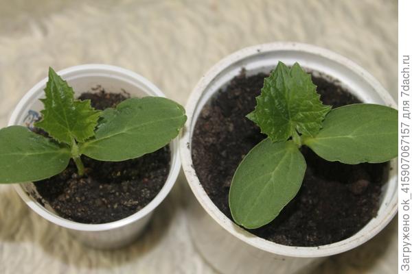 Прошло три дня, все живы, развернулся первый лист