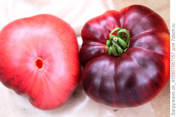 Лазурный гигант