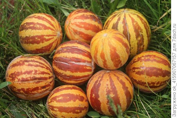 Урожай вьтнамской дыньки из теплицы