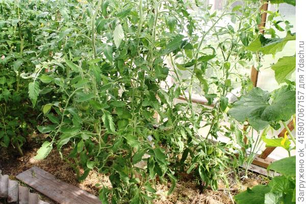 кусты уже большие