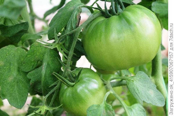 07.05 ещё растут