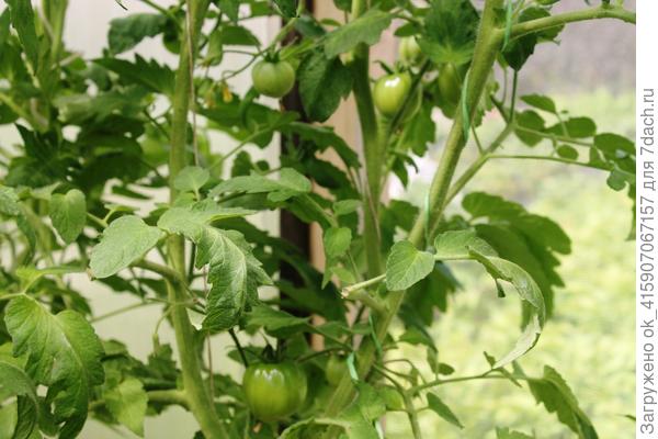 07.15 завязи на вторых и третьих кистях