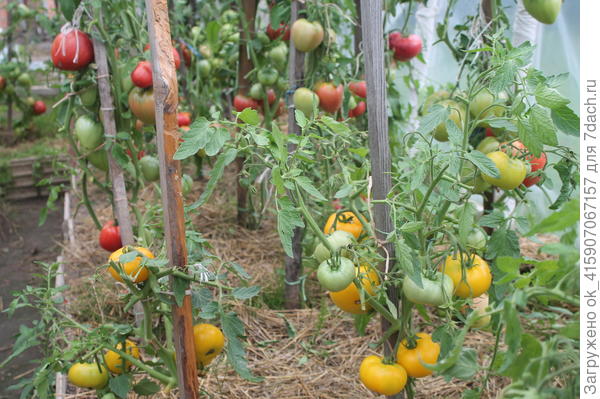 Мой Медовый гигант