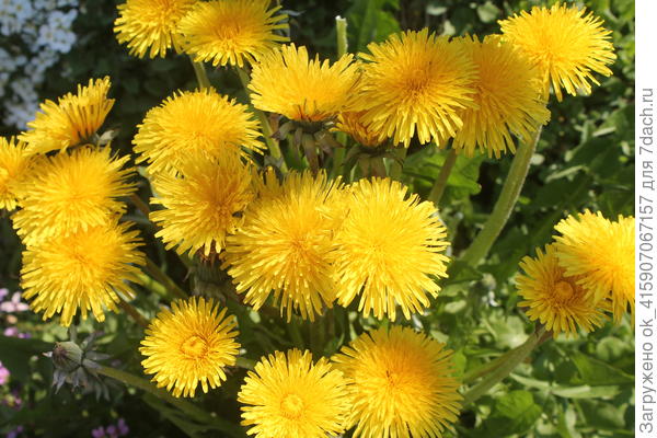 Сорняк,но какой милый!