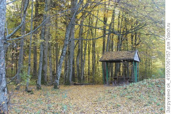 Там леший бродит