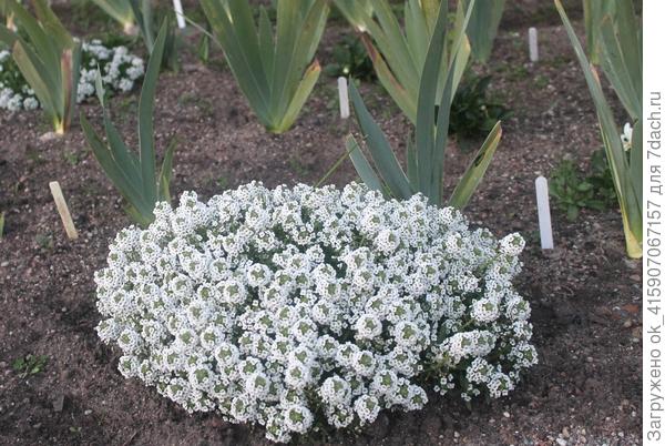 Летний самосев в октябре