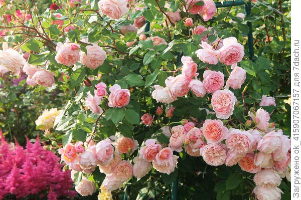 Уильям моррис