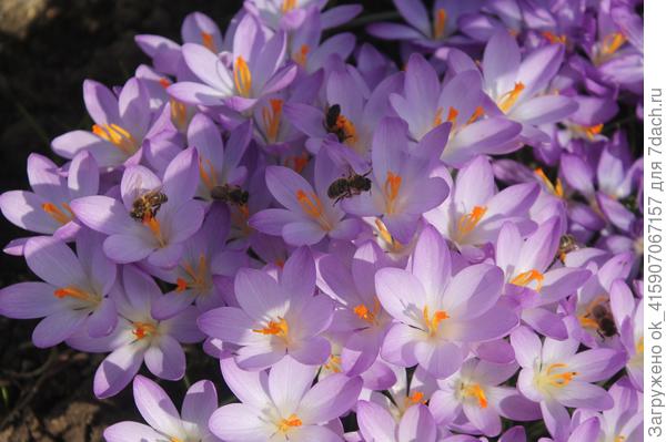 Крокусы шикарны когда их много