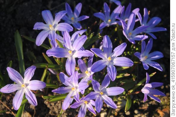 Хионодокса