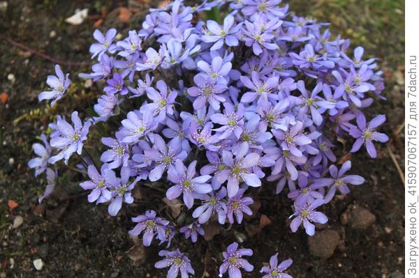 Печёночница