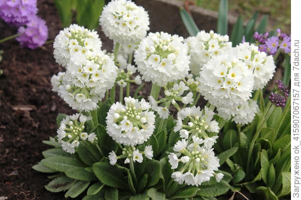 Примула мелкозубчатая