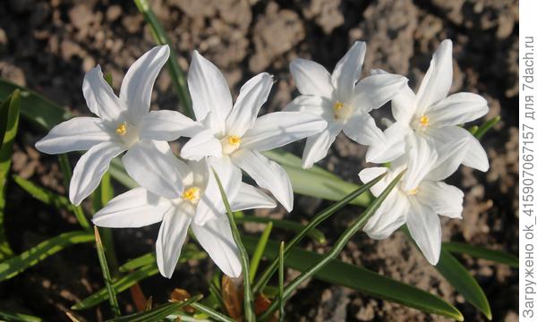 Хионодокса