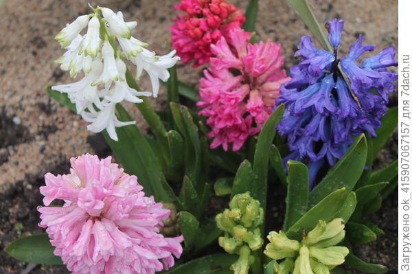 Радужный букетик