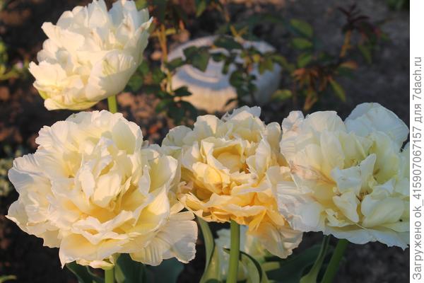 Любимая Верона