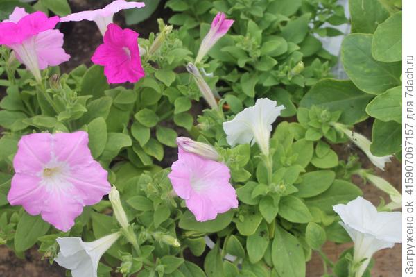 Перед высадкой