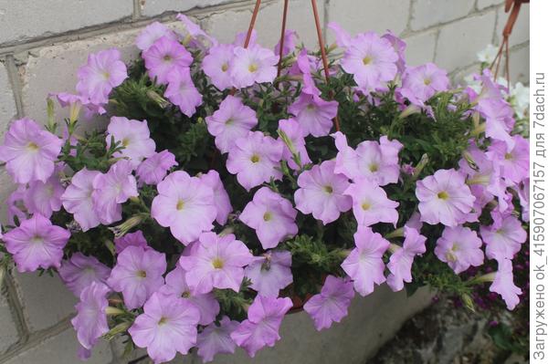 Кустик мама, мой любимый цвет.