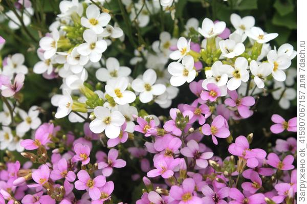 арабис белый и розовый