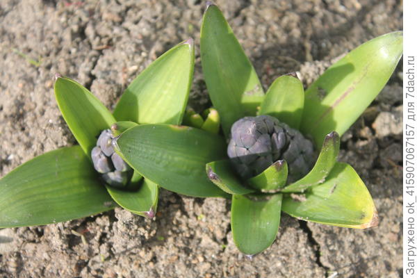 Гиацинты на старте